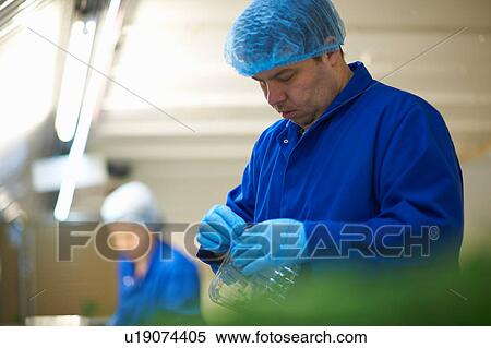 Workers on production line wearing hair net and latex gloves packaging vegetables View Large Photo Image Stock Photography - Workers on production line wearing hair net and latex gloves packaging vegetables. Fotosearch