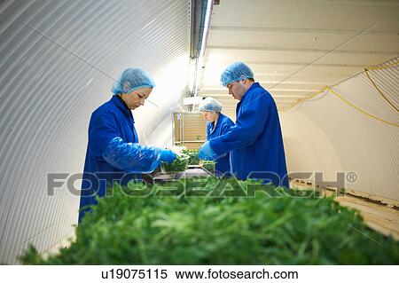 Stock Photography - Workers on production line wearing hair nets packaging vegetables. Fotosearch