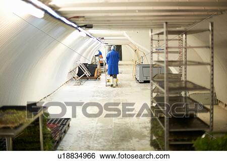 Stock Photograph - Workers preparing micro greens in underground tunnel nursery, London, UK. Fotosearch