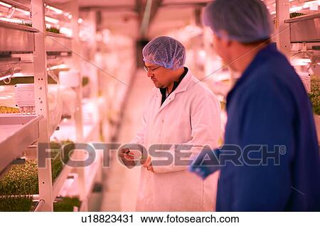 Stock Image - Workers talking in micro green underground tunnel nursery, London, UK. Fotosearch