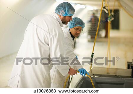 Stock Image - Workers wearing hair nets holding hosepipe. Fotosearch