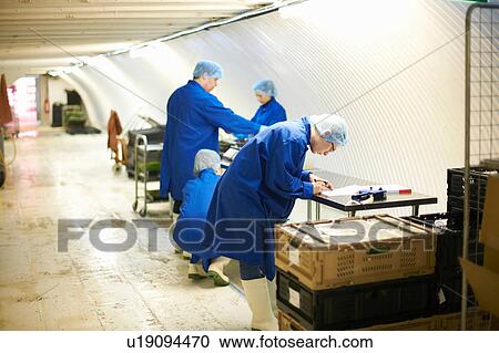 Stock Image - Workers wearing overalls and hair nets working on production line. Fotosearch