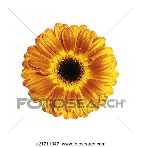 Stock Photo - Yellow gerbera (Gerbera sp. ). Fotosearch