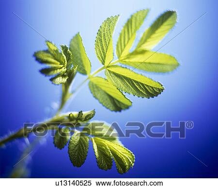 Young rose leaves View Large Photo Image Stock Photography - Young rose leaves. Fotosearch