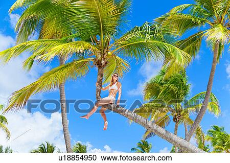 Young woman wearing bikini sitting at top of palm tree, Dominican Republic, The Caribbean View Large Photo Image Stock Image - Young woman wearing bikini sitting at top of palm tree, Dominican Republic, The Caribbean. Fotosearch
