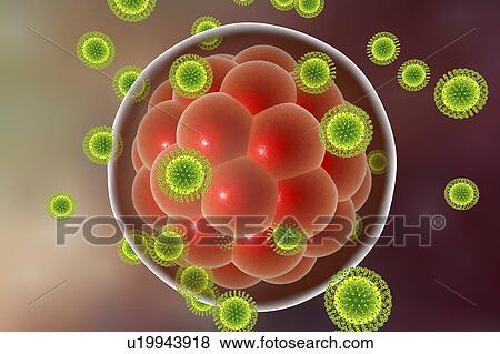 Stock Photo - Zika virus infecting embryo, illustration. Fotosearch
