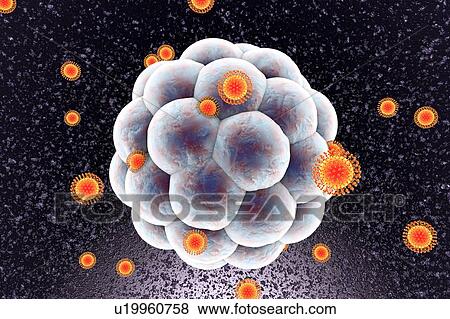 Stock Photo - Zika virus infecting embryo, illustration. Fotosearch
