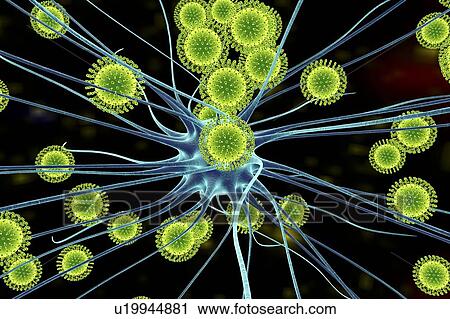 Stock Image - Zika virus infecting neuron, illustration. Fotosearch