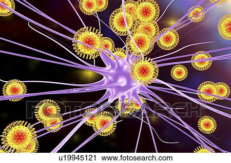 Zika virus infecting neuron, illustration View Large Photo Image Stock Image - Zika virus infecting neuron, illustration. Fotosearch