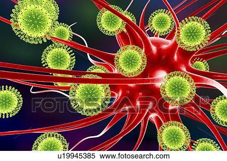 Stock Photography - Zika virus infecting neuron, illustration. Fotosearch