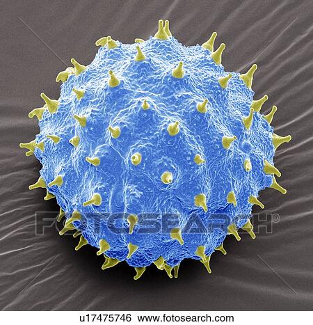 Stock Photograph - Abutilon pollen, SEM. Fotosearch