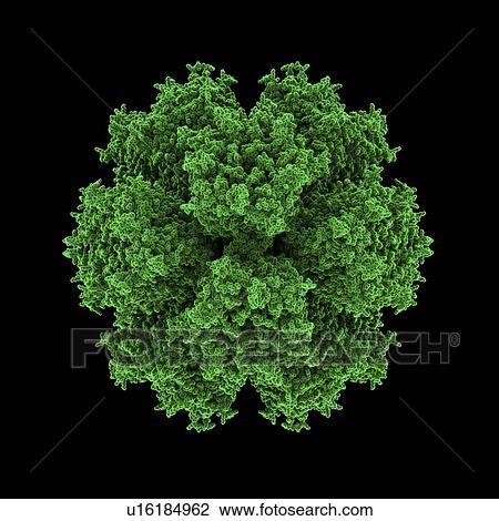 Adenovirus particle View Large Photo Image Stock Image - Adenovirus particle. Fotosearch