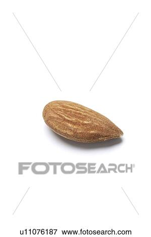 Stock Photo - Almond. Fotosearch