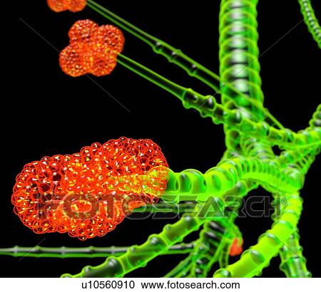 Stock Image - Alveoli, artwork. Fotosearch