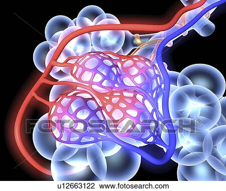 Stock Image - Alveoli. Fotosearch