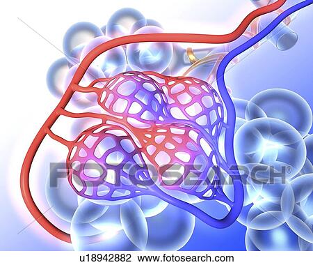 Stock Image - Alveoli. Fotosearch