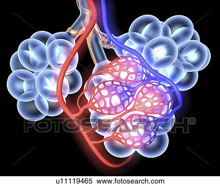 Stock Photography - Alveoli. Fotosearch