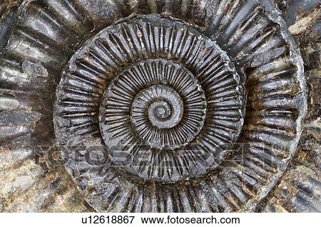 Stock Photo - Ammonite fossil. Fotosearch