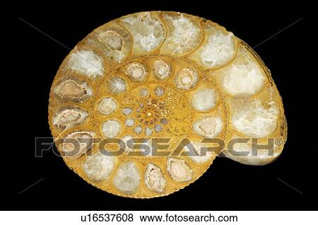 Stock Photo - Ammonite fossil. Fotosearch
