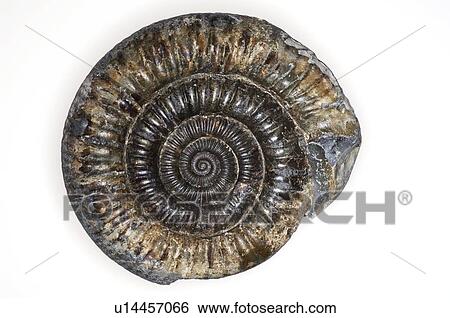 Stock Photograph - Ammonite fossil. Fotosearch