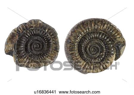Stock Image - Ammonite fossils. Fotosearch