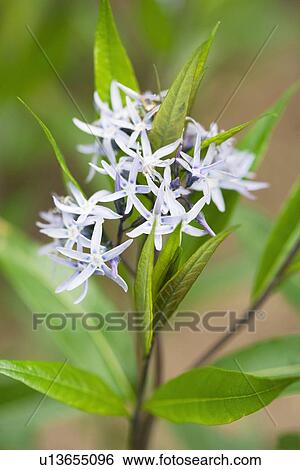 Amsonia tabernaemontana View Large Photo Image Stock Photograph - Amsonia tabernaemontana. Fotosearch