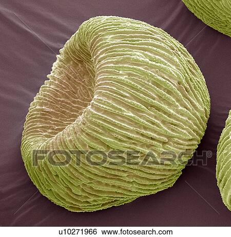 Stock Photograph - Angel's trumpets pollen, SEM. Fotosearch