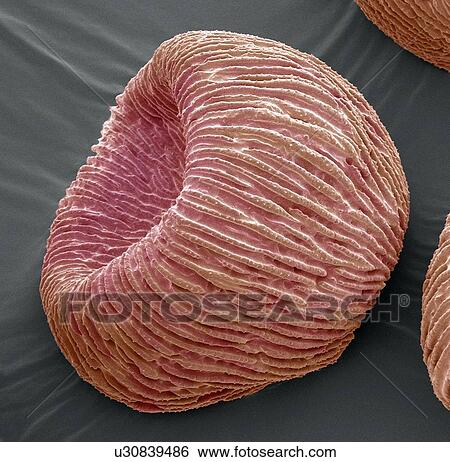 Stock Photograph - Angel's trumpets pollen, SEM. Fotosearch