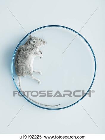 Animal testing View Large Photo Image Stock Photography - Animal testing. Fotosearch