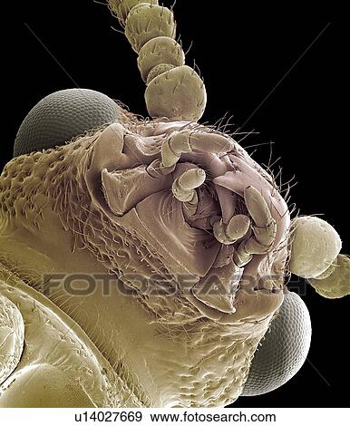 Stock Photo - Asparagus beetle, SEM. Fotosearch
