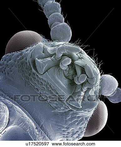 Asparagus beetle, SEM View Large Photo Image Stock Photo - Asparagus beetle, SEM. Fotosearch