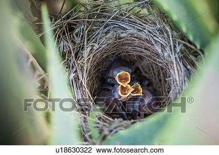 Stock Image - Baby birds in nest mouth open. Fotosearch