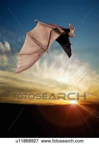 Stock Photo - Bat in flight, artwork. Fotosearch