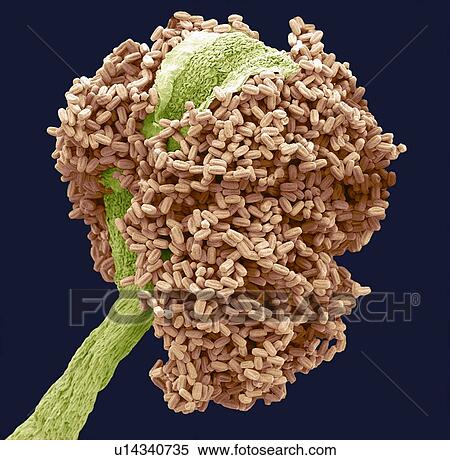 Bay tree anther, SEM View Large Photo Image Stock Photography - Bay tree anther, SEM. Fotosearch