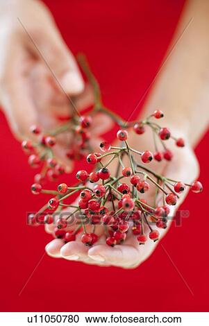 Stock Image - Berries. Fotosearch