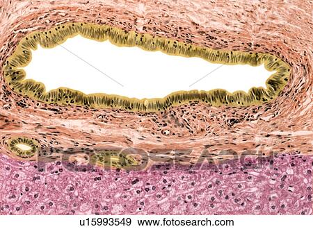 Stock Photo - Bile duct, light micrograph. Fotosearch