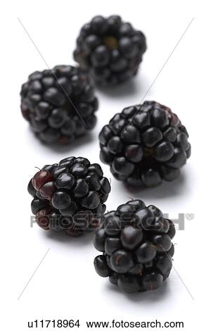 Blackberries View Large Photo Image Picture - Blackberries. Fotosearch