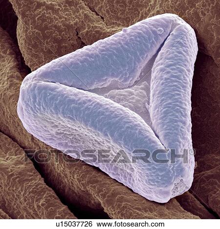 Stock Photograph - Bottlebrush pollen, SEM. Fotosearch