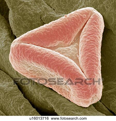 Stock Photograph - Bottlebrush pollen, SEM. Fotosearch