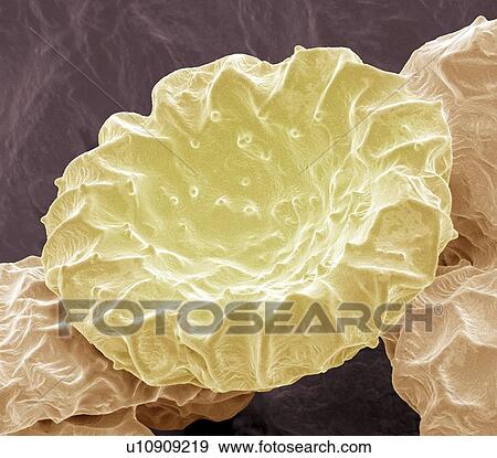 Bougainvillea pollen, SEM View Large Photo Image Stock Photo - Bougainvillea pollen, SEM. Fotosearch