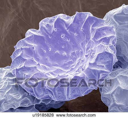 Stock Photo - Bougainvillea pollen, SEM. Fotosearch