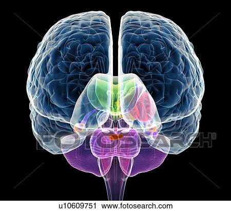 Stock Image - Brain anatomy, artwork. Fotosearch