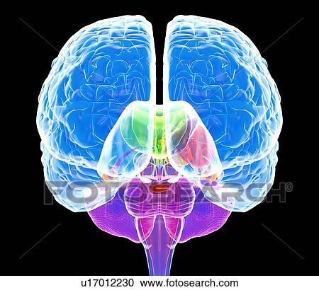 Stock Image - Brain anatomy, artwork. Fotosearch