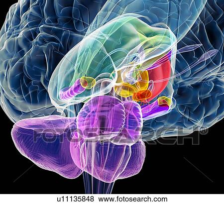 Brain anatomy, artwork View Large Photo Image Stock Photo - Brain anatomy, artwork. Fotosearch