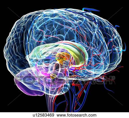 Stock Photo - Brain anatomy, artwork. Fotosearch