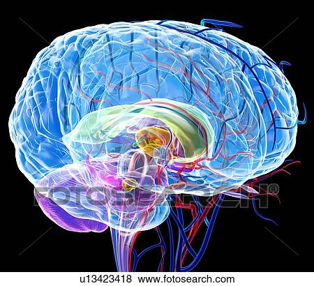Brain anatomy, artwork View Large Photo Image Stock Photo - Brain anatomy, artwork. Fotosearch
