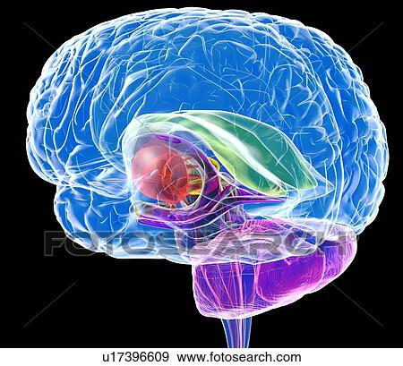 Brain anatomy, artwork View Large Photo Image Stock Photo - Brain anatomy, artwork. Fotosearch