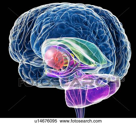 Brain anatomy, artwork View Large Photo Image Stock Photography - Brain anatomy, artwork. Fotosearch