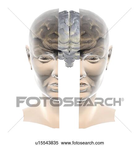 Brain, artwork View Large Photo Image Stock Photography - Brain, artwork. Fotosearch