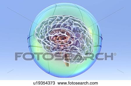 Stock Image - Brain in sphere, computer artwork. Fotosearch